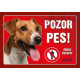 cedulka Jack Russel teriér